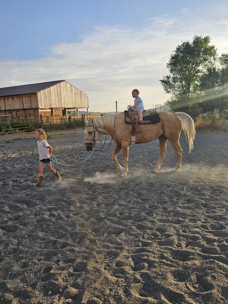 20 Y/O Palamino Gelding