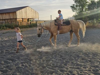 20 Y/O Palamino Gelding