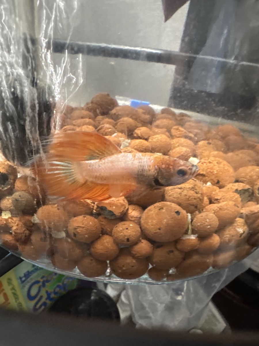 Male betta