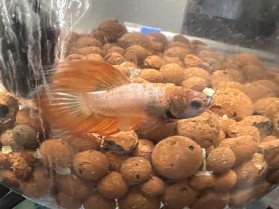 Male betta