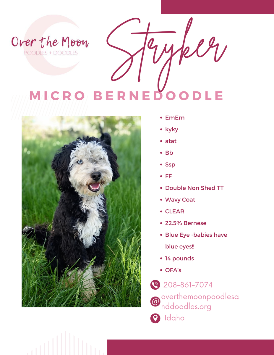 Blue Eye Micro Bernedoodle Stud