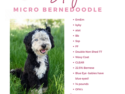 Blue Eye Micro Bernedoodle Stud