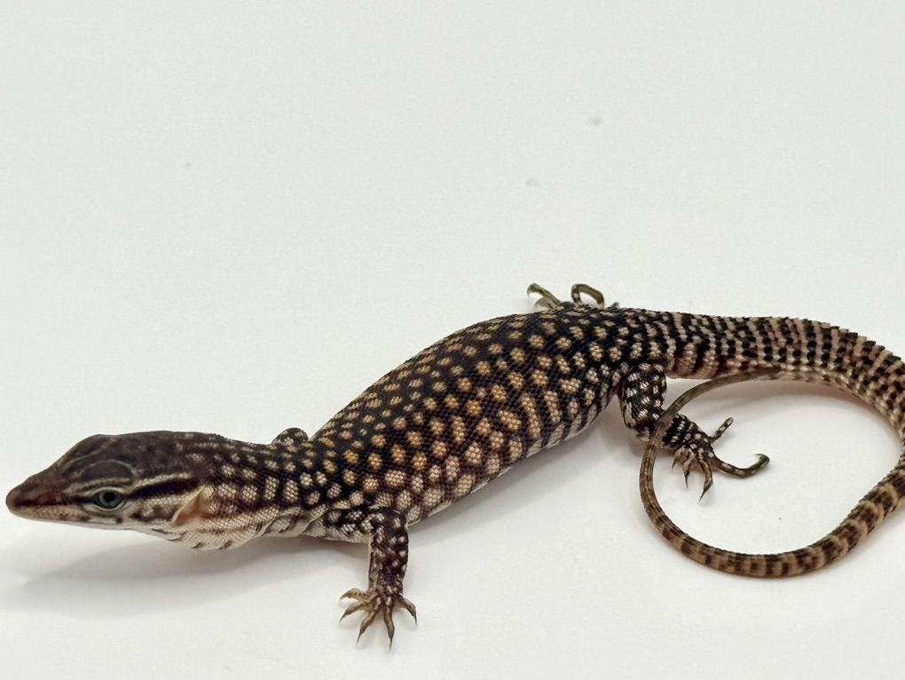 Red Ackie Monitor
