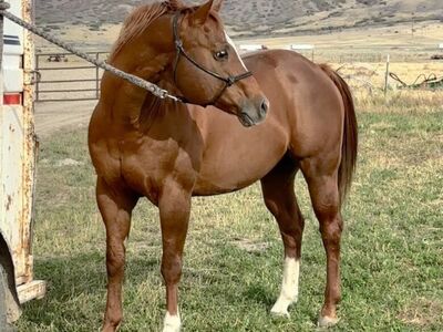 AQHA Stallion