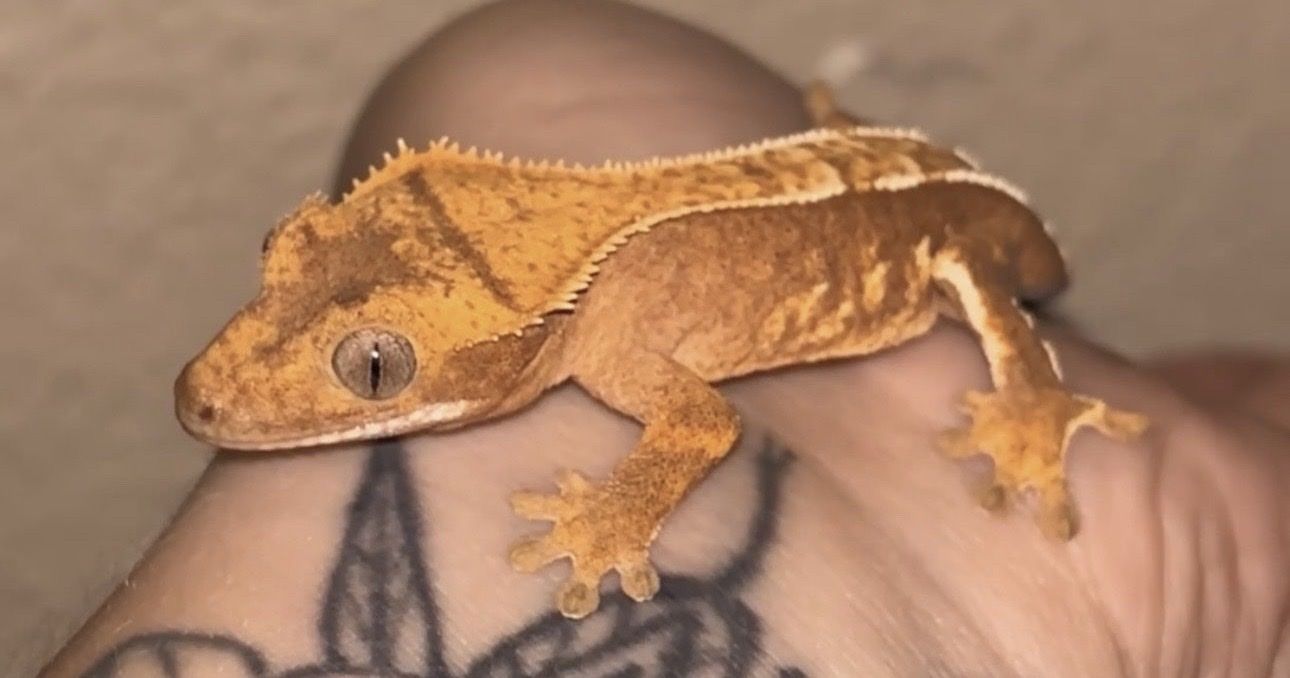 Gecko + set up