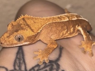 Gecko + set up