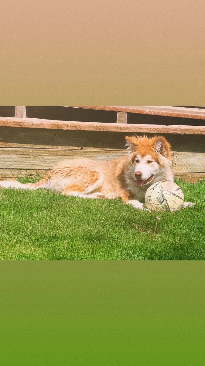 Malamute/Husky Free to Good Home