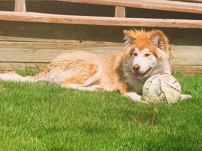 Malamute/Husky Free to Good Home