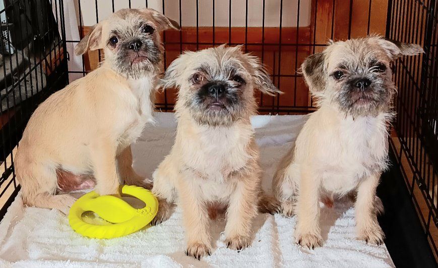 Cutest Chihuahua/ Pug & Yorkie/ Terrier/ Pug *Please Adopt These Loving Rescued Puppies*