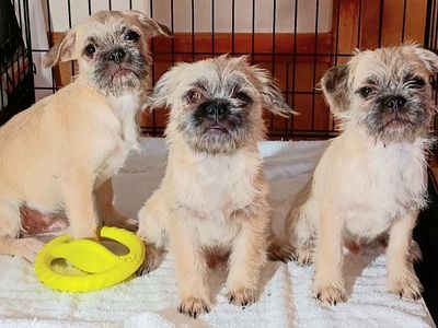 Cutest Chihuahua/ Pug & Yorkie/ Terrier/ Pug *Please Adopt These Loving Rescued Puppies*