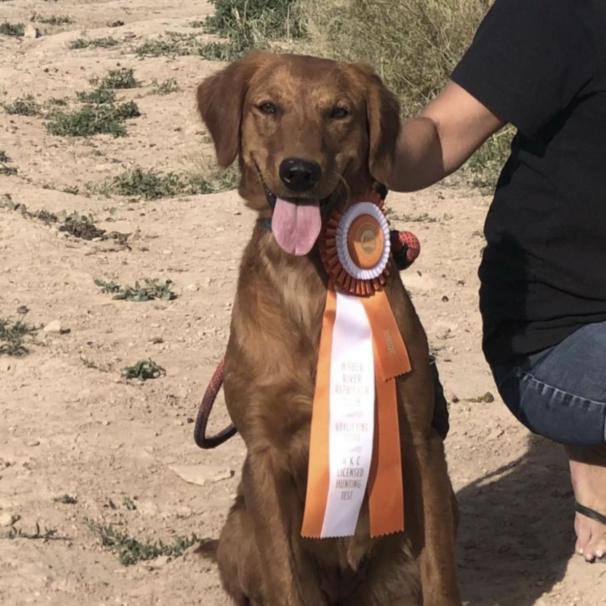 AKC Dark Red Field- Bred Golden Retrievers