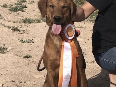 AKC Dark Red Field- Bred Golden Retrievers