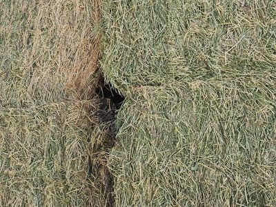 3x4 Alfalfa Hay