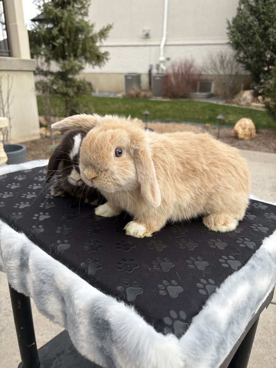 Lilac Tort VM Holland Lop Buck-Neutered
