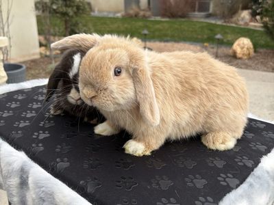 Lilac Tort VM Holland Lop Buck-Neutered