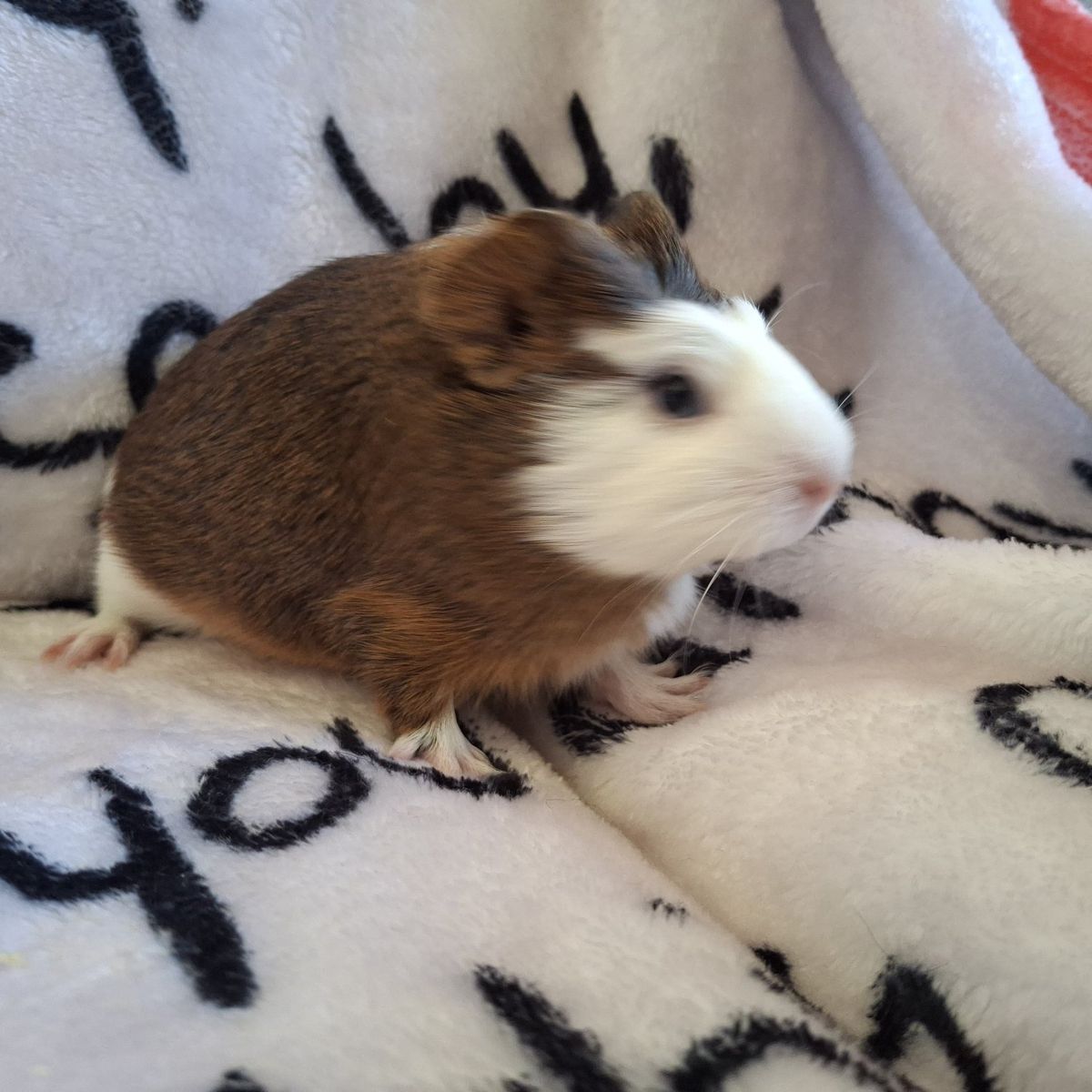 Baby Guinea Pig: Kismet