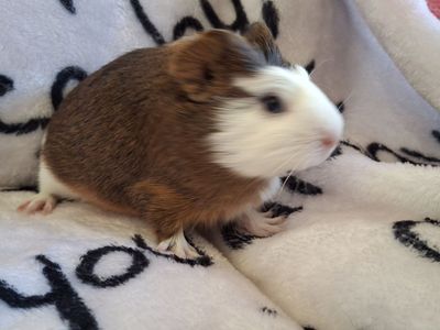 Baby Guinea Pig: Kismet