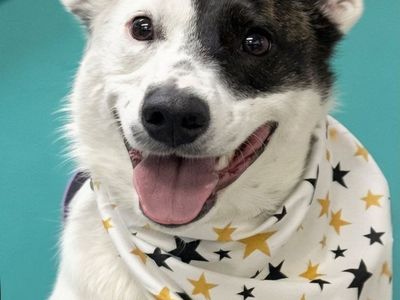 Border Collie with Advanced Training, Therapy and Service Dog Eligible