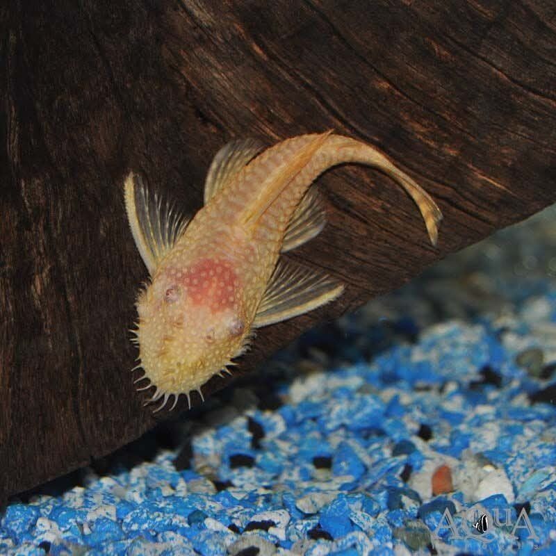 albino bristle nose pleco