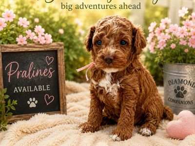Adorable Cavapoo puppies available
