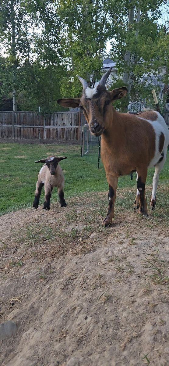Miniature Fainting Mother & Baby Goat - "dam-and-kid" pair