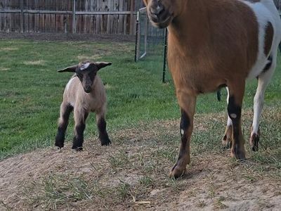 Miniature Fainting Mother & Baby Goat - "dam-and-kid" pair
