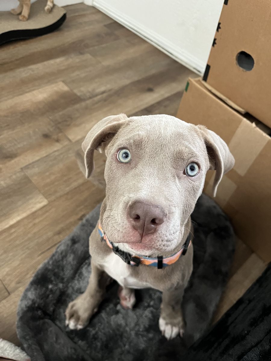 Puppy for sale