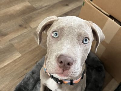 Puppy for sale