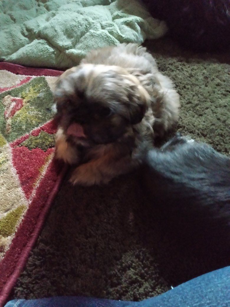 shihtzu puppys