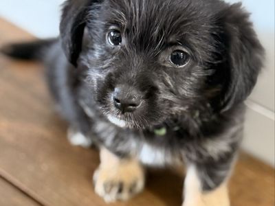 Shih Tzu / Corgi (Shorgi) Puppies! CUTE CUTE!!!
