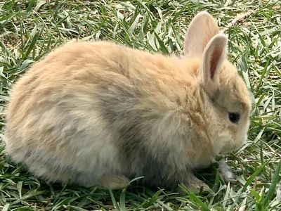 Beautiful Harlequin HollandLop-NDwarf Baby Bunnies