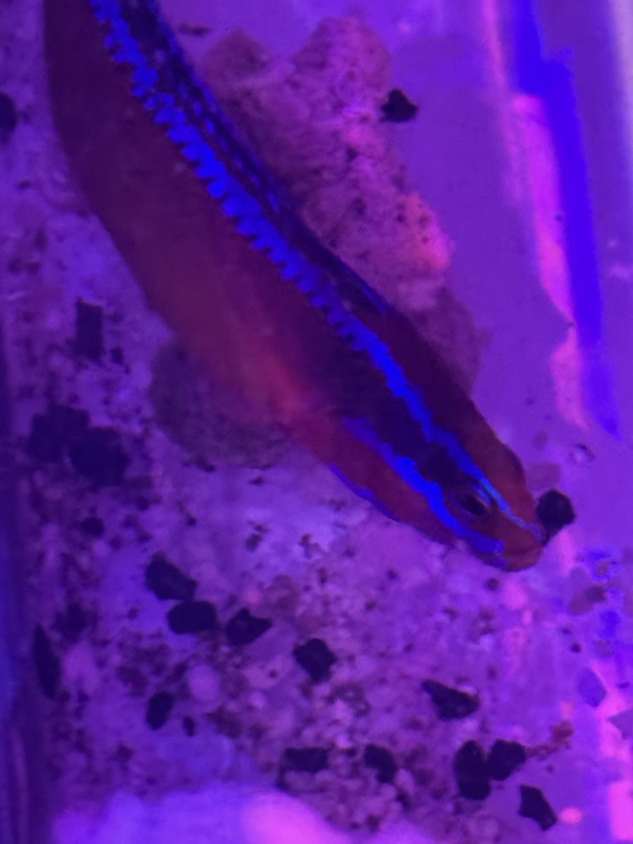 Neon dottyback
