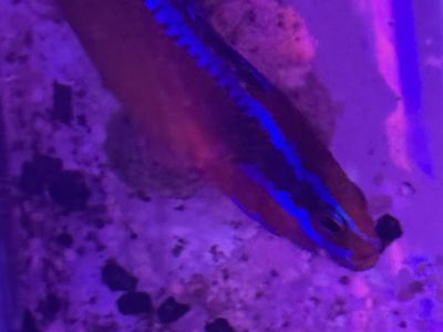 Neon dottyback