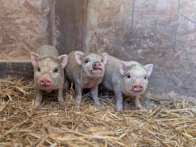 Adorable Micro Mini pigs Juliana - Great pets