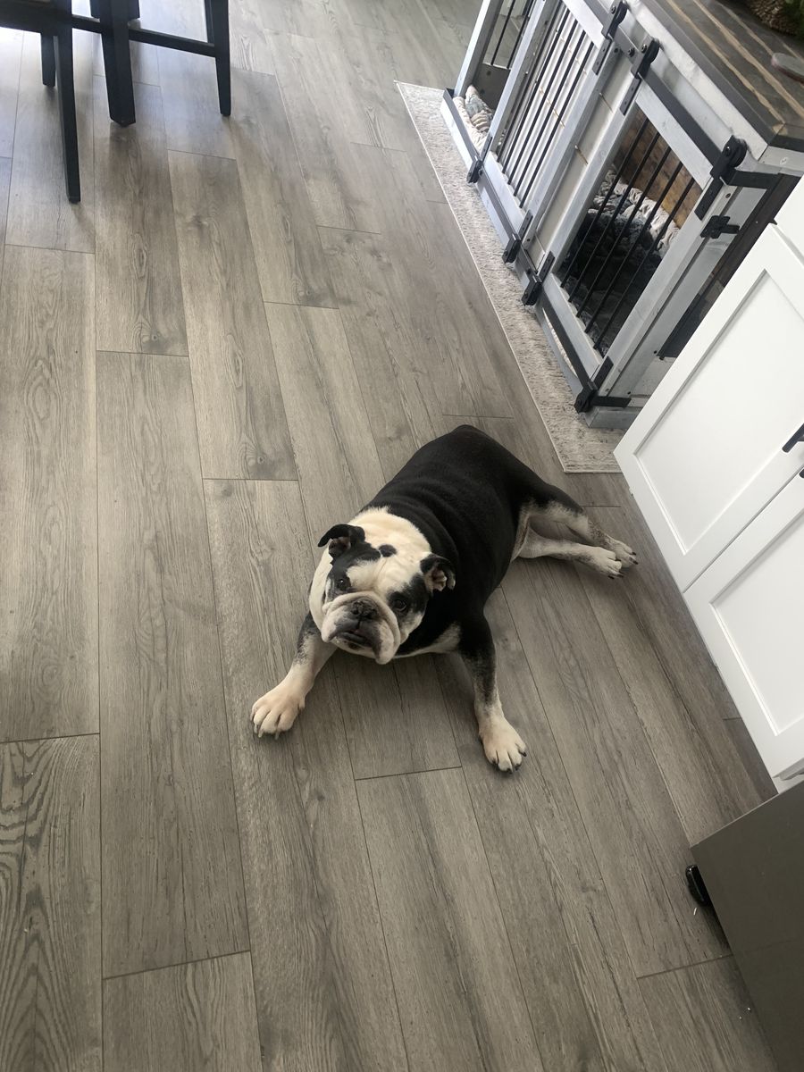 English Bulldog