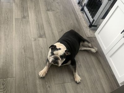 English Bulldog