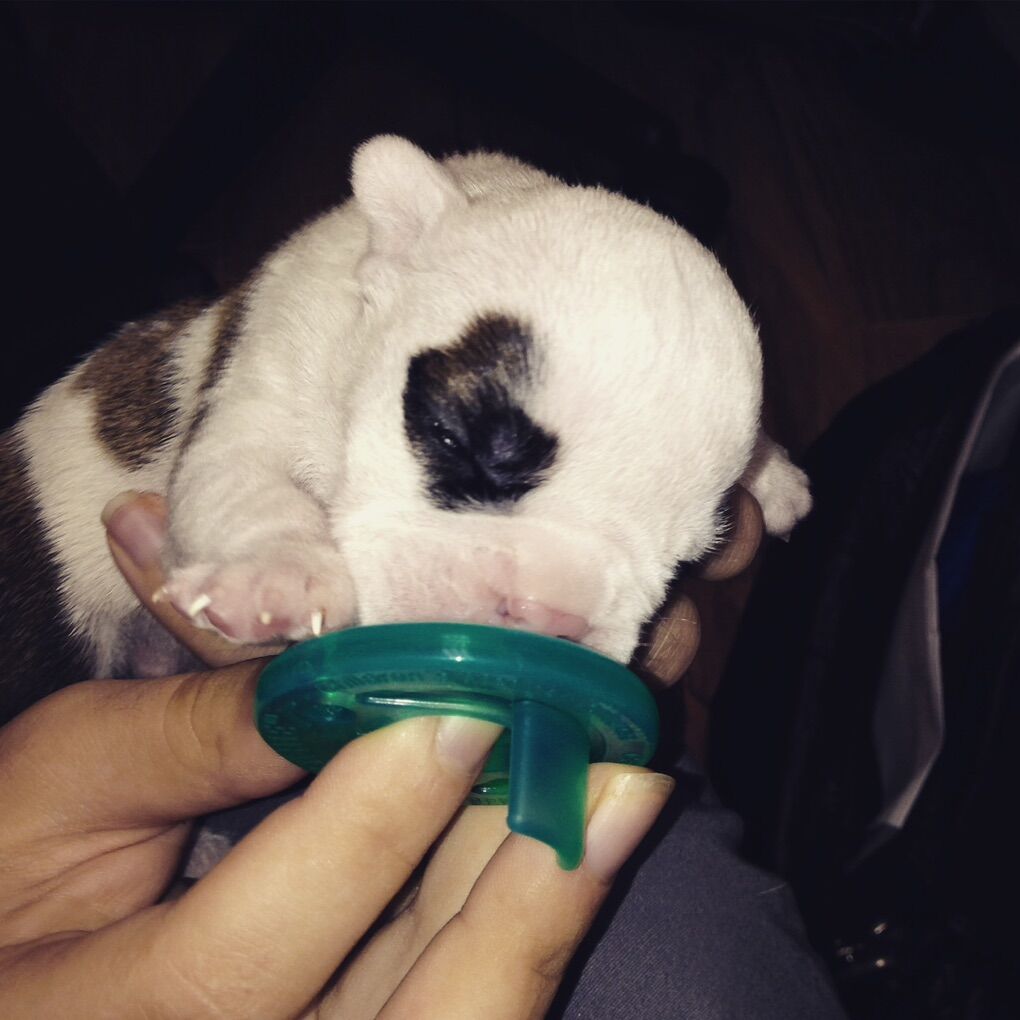 Cleft Lip/palate Puppy Care