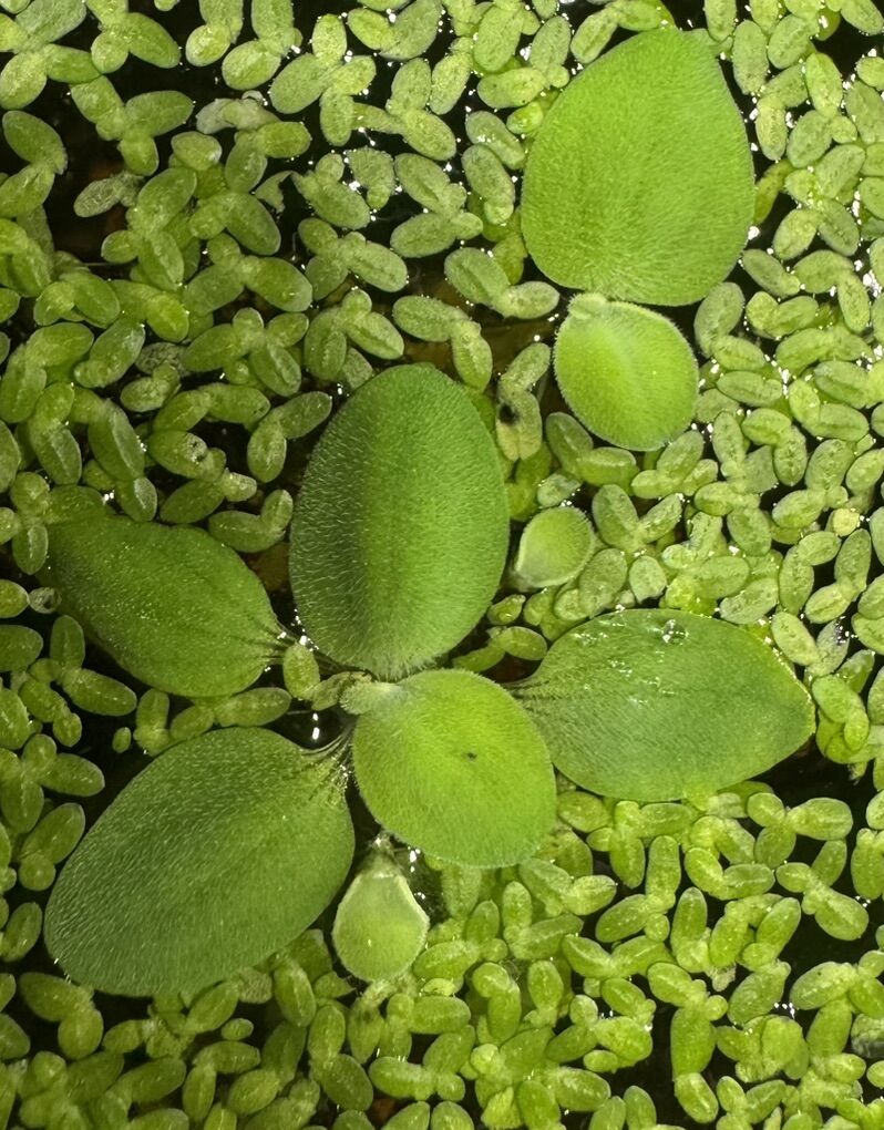 Dwarf Water Lettuce Floating Aquarium Plant