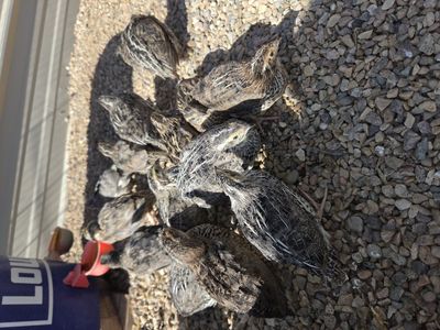 Coturnix Quail