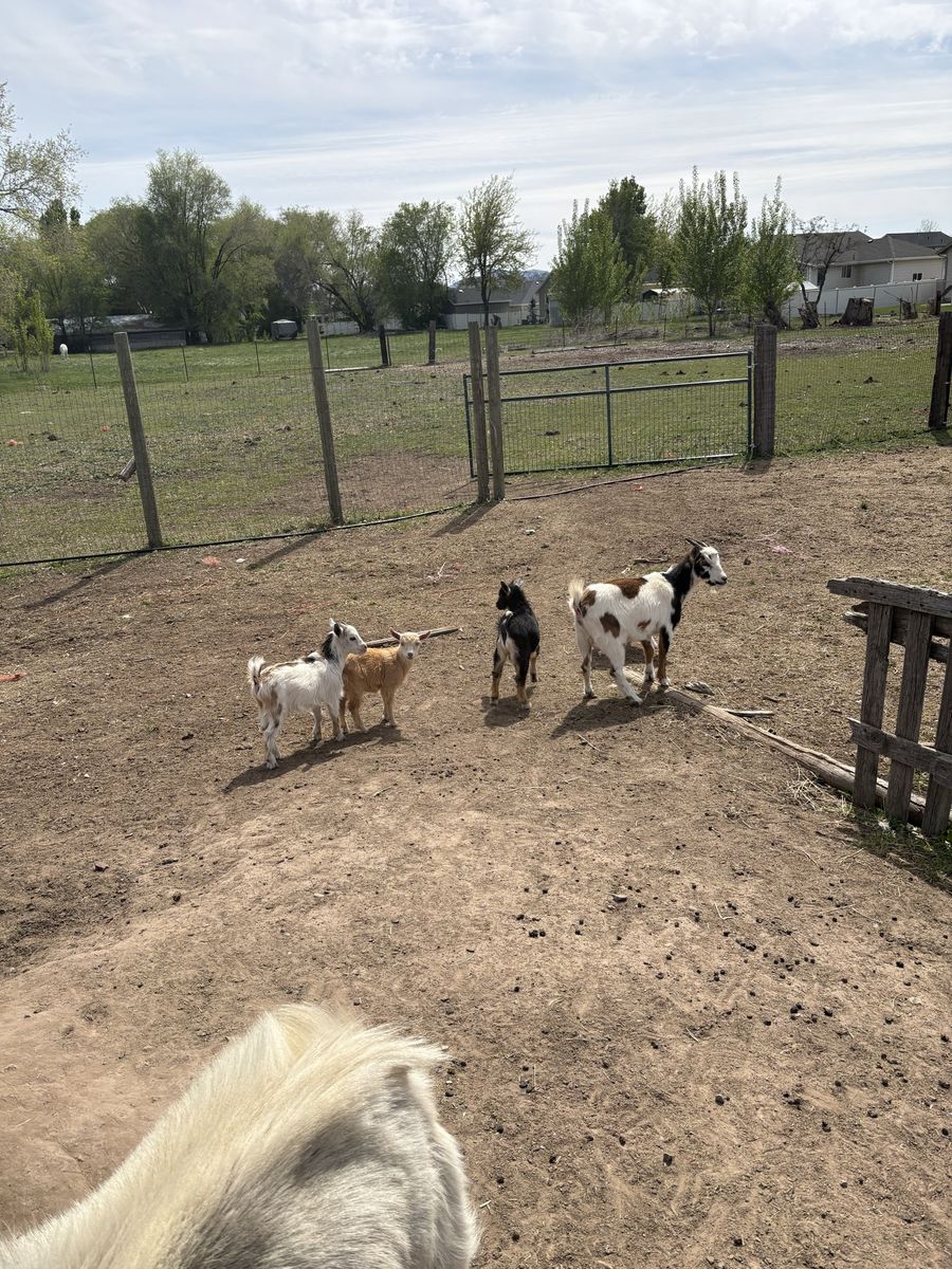 Baby Pigmy Goats