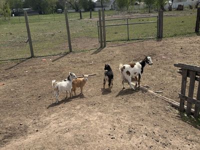 Baby Pigmy Goats