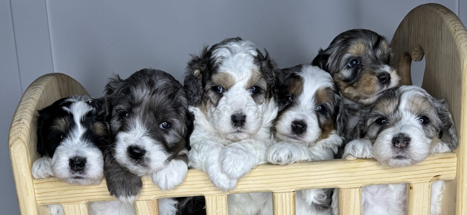 Australian Mountain Doodle Aussiedoodle Bernedoodle Australian Shepherd Bernese Mountain Dog Poodle