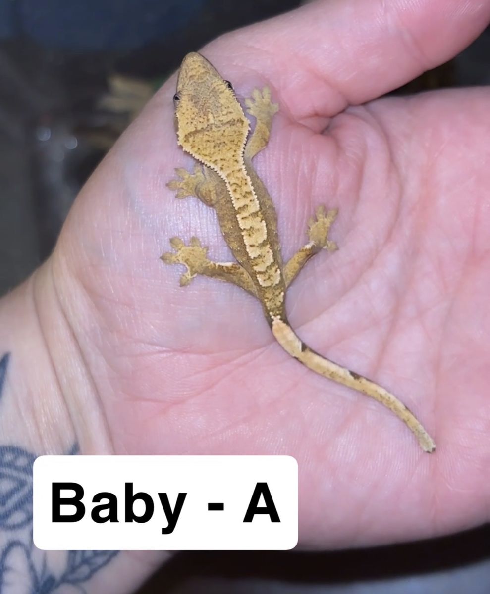 Baby crested geckos !