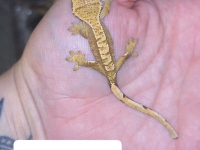 Baby crested geckos !