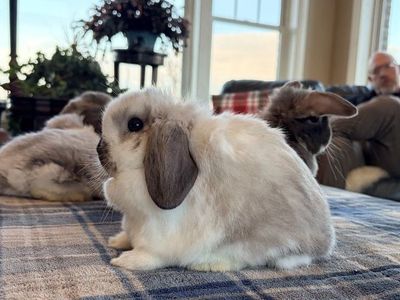 Holland Lop baby bunny