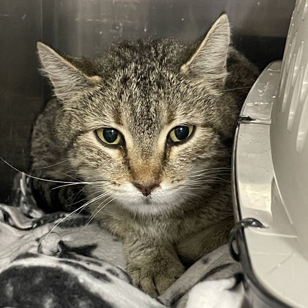 Hello my name is Fable