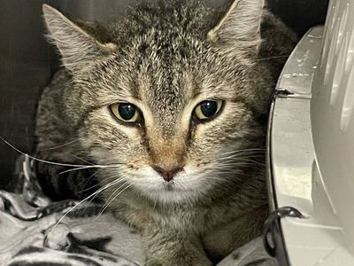 Hello my name is Fable