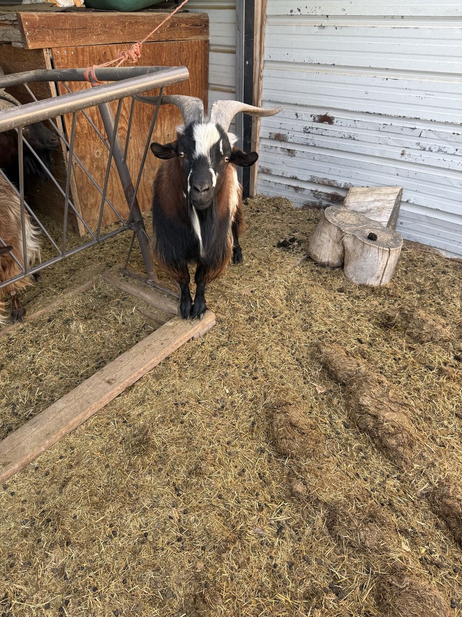 Fainting Goat Stud for sale