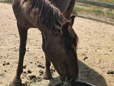 Beautiful Mustang Mare
