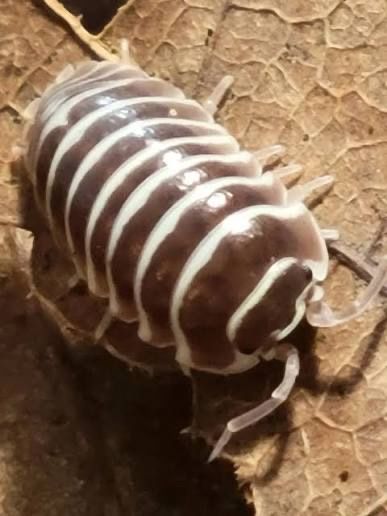 Chocolate Zebra Isopods